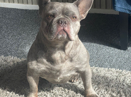 Male French bulldog
