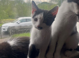 My son is allergic Tuxedo kittens for sale need gone asap