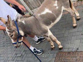 Mediterranean miniature jack donkey