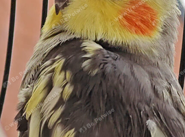 Male Cockatiel + Large Yaheetech 150cm Cage & Complete Setup - &pound;150