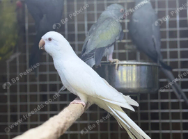 White quaker