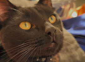 Male black cat 2 years old