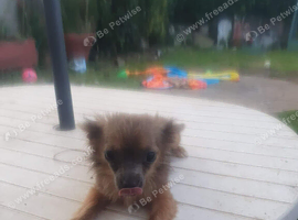Pure Chihuahua female