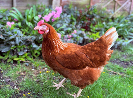 5 Brown Laying Hens for Sale