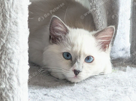RTG!Champ,TICA, pedigree ragdoll kitten