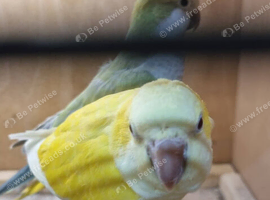 Monk parakeet ( quakers ) pair