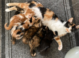 OUR LITTLE CHARACTERS ARE LOOKING FOR THEIR FOREVER HOMES!
