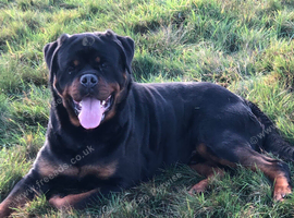 Male Serbian Rottweiler