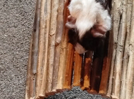 Guinea pigs