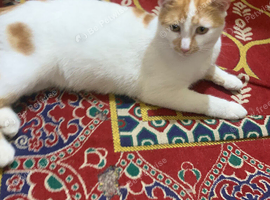 male 1 year old urgent rehoming