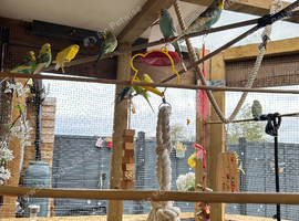 Baby Budgies