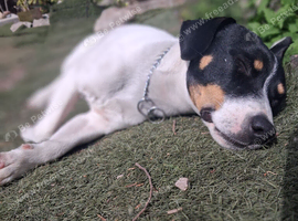 Rehoming: Jack Russell, 1 Year Old &ndash; Experienced Home Needed
