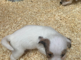 Jack Russell terrier puppies for sale