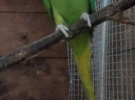 Ringneck