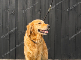Adult golden bitch for retirement home