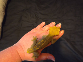Male crested gecko
