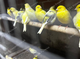 Canaries for sale