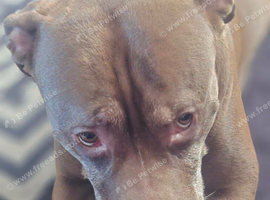 Loki Staffy cross