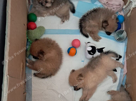 Pomeranian