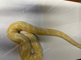 Yellow boa