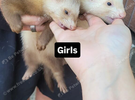 Ferrets available for loving homes