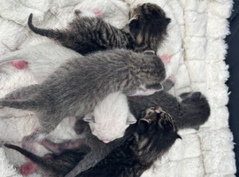 Kittens
