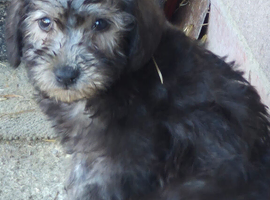 Bedlington X puppies