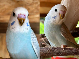 Beautiful baby budgies for sale