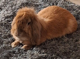 Peter rabbit