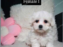 Fluffy Maltese Puppies &ndash; 2 Boys & 2 Girls.