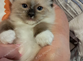GCCF Ragdoll kittens Reduced