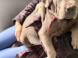 Cane corso