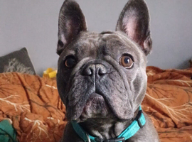 Beloved French Bulldog family dog in West London