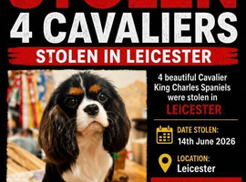 4 STOLEN CAVALIER KING CHARLES SPANIEL PUPPIES