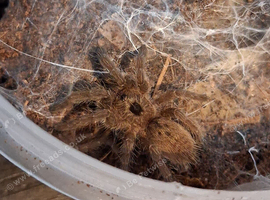 Tarantulas