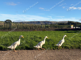 7 Runner Ducks for sale