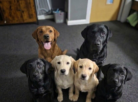 1 labrador puppy left  for sale