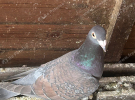 Rubella coloured racers
