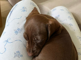 Female 2 months old