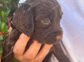 Cocker Spaniel Puppies