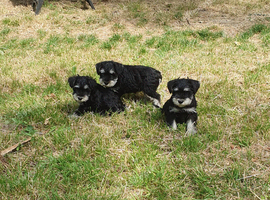 3 stunning mini schnauzer girls