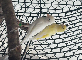 Irish fancy canary pair