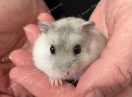 Baby Winter White Russians from pedigree show stock