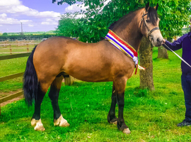 5 year old welsh d stallion