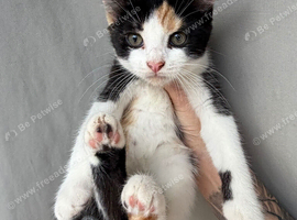Kittens for sale