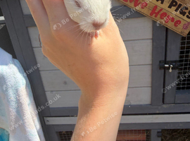 Male baby guinea pig