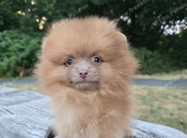Last beaver lilac female puppy available