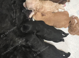Gorgeous Shih poo puppies