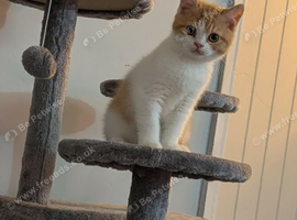 Active Red bi-colour boy
