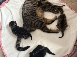 Kitten looking for her new home